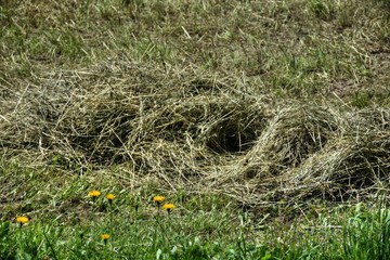Heu, Wiese, Gras, gemäht, Futter, Futterwiese, Landwirtschaft, trocknen, Ernte, Erntezeit,...