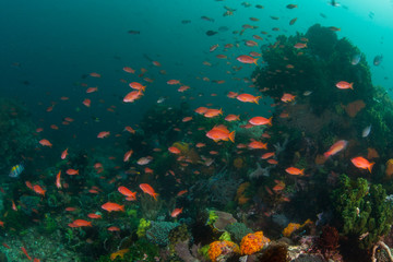 Fototapeta na wymiar Colorful reef fish swarm over a vibrant coral reef in Komodo National Park, Indonesia. This region harbors extraordinary marine biodiversity and is a popular destination for divers and snorkelers.