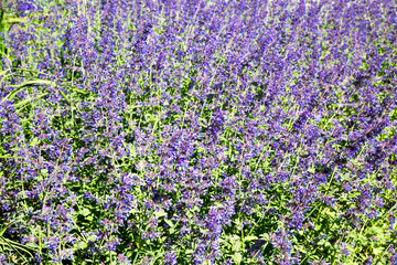 Fototapeta premium Glade of lavender lilac flowers on a clear Sunny day. Selective focus. Design backgrounds texture.
