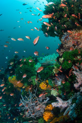 Fototapeta na wymiar Colorful reef fish swarm over a vibrant coral reef in Komodo National Park, Indonesia. This region harbors extraordinary marine biodiversity and is a popular destination for divers and snorkelers.