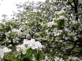 White blooming apple tree in spring in the garden