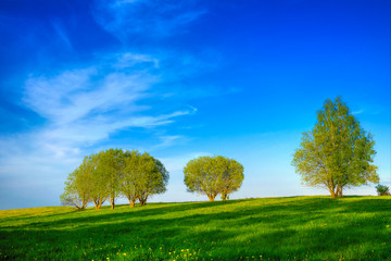 Spring meadow full of yellow dandelions. May landscape. Masuria, Poland.