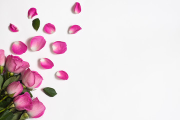 Fresh pink roses, rose petals and green leaves on a white background