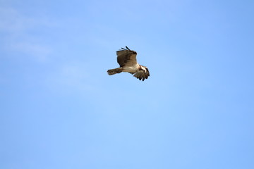 Osprey flying
