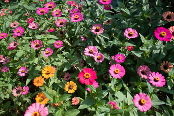 Common Zinnia at my house in Thailand