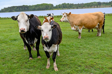 cows standing in a green field with a lake behind