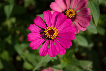 Obraz premium Common Zinnia at my house in Thailand