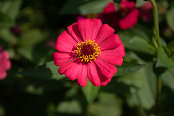 Common Zinnia at my house in Thailand