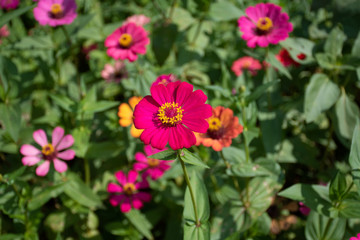 Common Zinnia at my house in Thailand