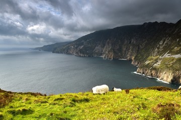Sheep and lamb on the highest cliffs of Ireland © drewrawcliffe