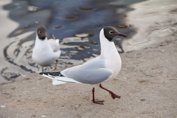 bird