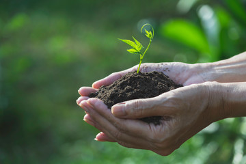 Human hands holding green small plant for life and ecology concept.