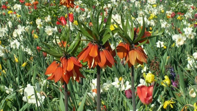 Crown imperial or imperial fritillary Fritillaria imperialis ornamental plant, lily family flower, blooming red expressive flowers, cultivated varieties and cultivars for garden and gardening