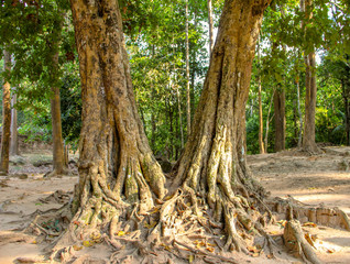 Banyan tree in Ta Prohm temple, Siem Reap, Cambodia