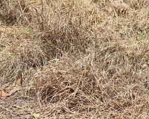 Dry hay straw texture for background