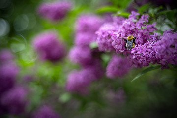 Fototapeta premium bumble bee on purple lilac flowers in the garden