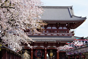 Sakura cherry blossom during Hanami time in front of Hozomon gate, Senso-ji Temple, Asakusa, Tokyo,...