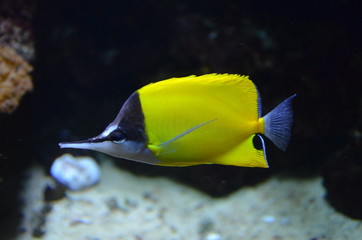 Obraz premium Tropical fish in aquarium, Berlin