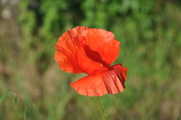 Klatschmohn