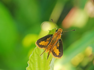 little butterfly on a leaf