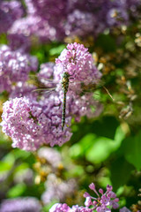 Fototapeta premium dragonfly on purple lilac flower