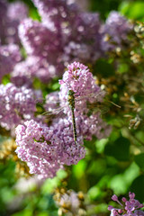 dragonfly on lavender lilac flower vertical