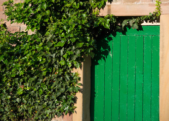 green door ivy