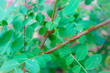 Beautiful close up red ant nest on the tree leaf in green nature garden