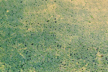 Beautiful abstract texture tree leaf green white and black wall pattern background and wallpaper