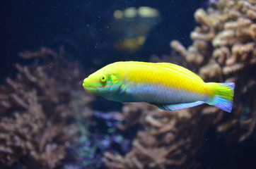 Tropical fish in aquarium, Berlin