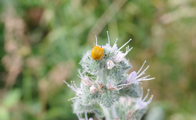 Yellow ladybug sitting on flower