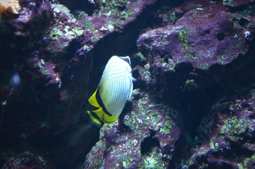 Naklejka na ściany i meble Tropical fish in aquarium, Berlin