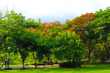 Beautiful flowers and tree forest landscaped in the public garden in the summer 