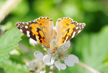 big beautiful butterfly