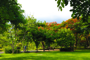 Beautiful flowers and tree forest landscaped in the public garden in the summer 