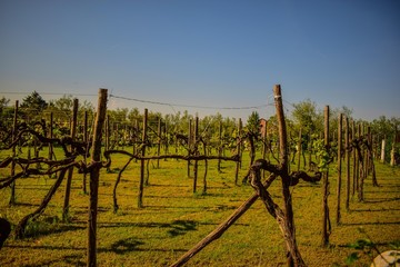 Vi&ntilde;edos  en la isla de Torcello, Italia