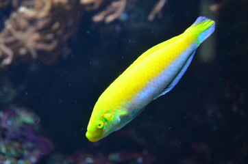 Tropical fish in aquarium, Berlin