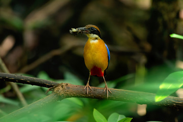 Pitta in the wild with natural blurred background,high angle view..Mangrove pitta bird perching on Rhizophora branch with crab in beak for feeding babies in nest . .