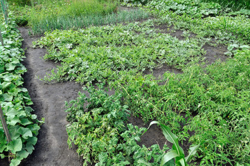 Fototapeta na wymiar organically cultivated various vegetables in the vegetable garden 