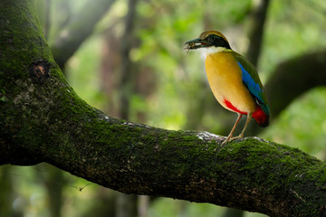 Pitta in the wild with natural blurred background,over shoulder shot..Mangrove pitta bird perching on Rhizophora tree with crab in beak for feeding their new born babies in breeding season .