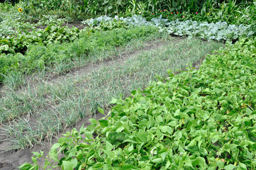 organically cultivated various vegetables in the vegetable garden 