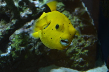 Tropical fish in aquarium, Berlin