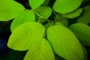 Beautiful fresh light green and yellow leave on nature color pattern background and wallpaper