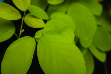 Beautiful fresh light green and yellow leave on nature color pattern background and wallpaper