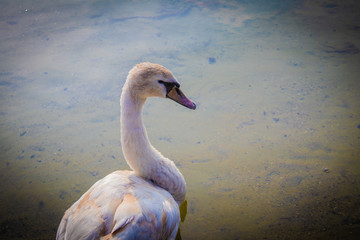 Swan in Denmark