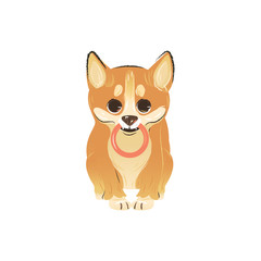 Cute dog breed Welsh Corgi runs with the toy flat vector illustration isolated