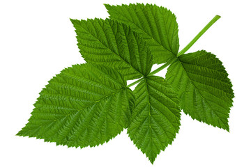 Raspberry leaf  on white