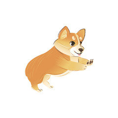 A little dog or a cute welsh corgi puppy jumps and plays.
