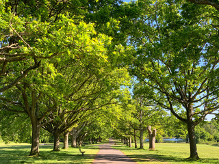 Avenue of oak trees on Southampton Common.