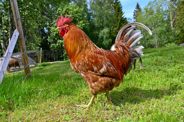 big beutiful rooster walking in green grass